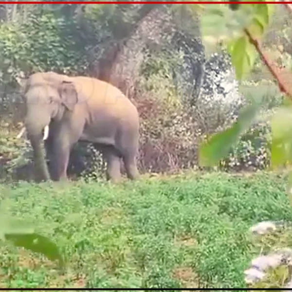 Fear of wild elephants is increasing in Ranchi District