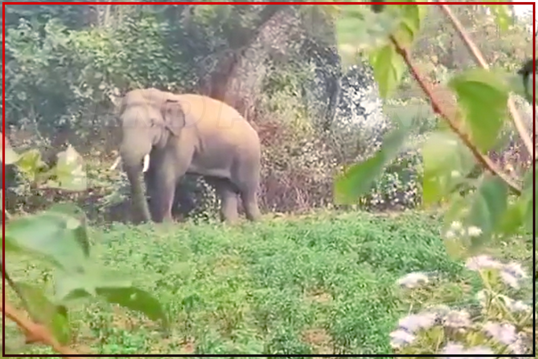 Fear of wild elephants is increasing in Ranchi District