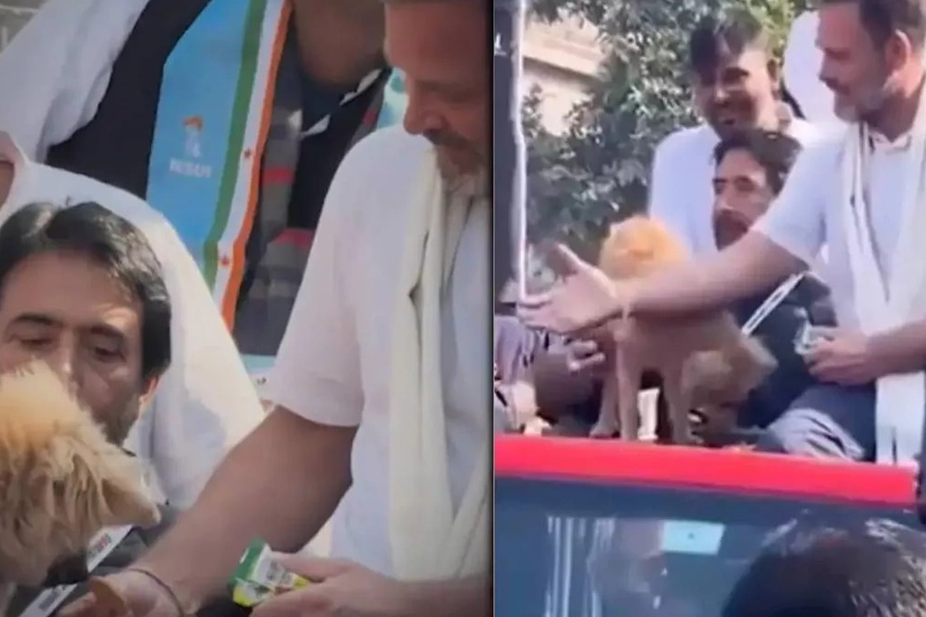 Rahul Gandhi breaks silence on video of him feeding biscuit to dog, asks BJP ‘what’s their problem with dogs?’