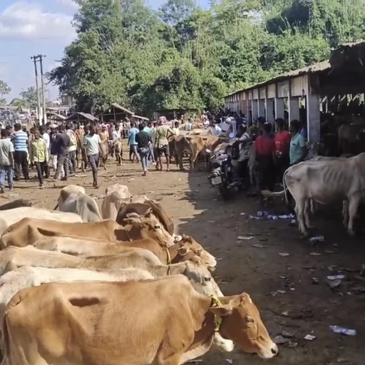 Assam Cattle Ban Impacts Generations of Herders in Golaghat