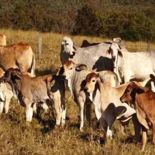 Bihar Man Arrested in Bengaluru for Brutal Cow Mutilation