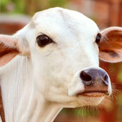 Karnataka Cow Slaughter Sparks Outrage, Government Pledges Strict Action