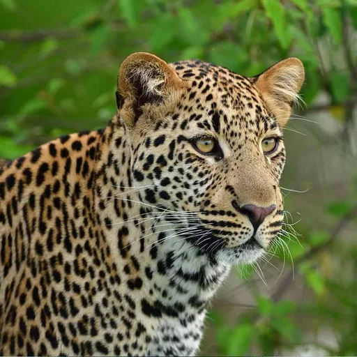 Leopard Sighting Sparks Campus Lockdown in Hyderabad
