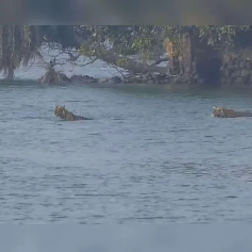 Rajasthan Tigress and Cubs Brave Lake Swim in Rare Sighting