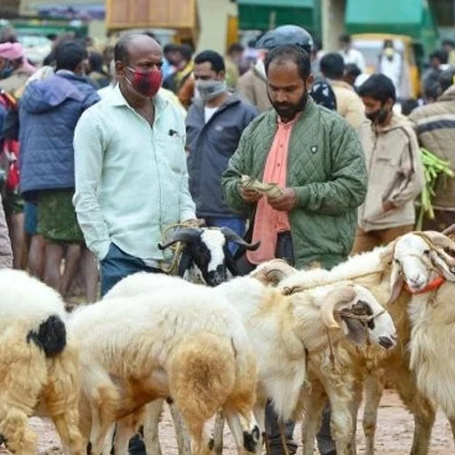 Tamil Nadu Shrine Animal Sacrifice Request Sparks Tension