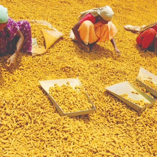 Telangana Farmers Get National Turmeric Board Boost in Nizamabad