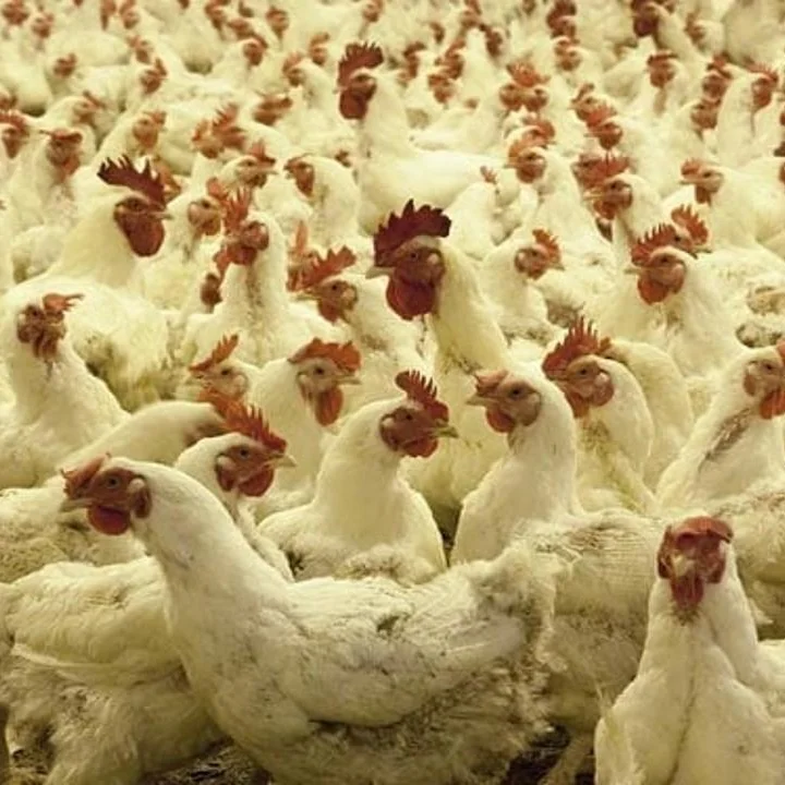 Bird Flu Outbreak: Alert in Ranchi, Jharkhand After Confirmation in Poultry