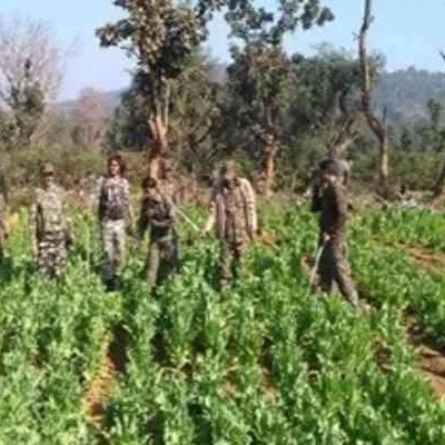 Chatra Police Destroy 18 Acres of Opium Crops in Latest Anti-Drug Drive