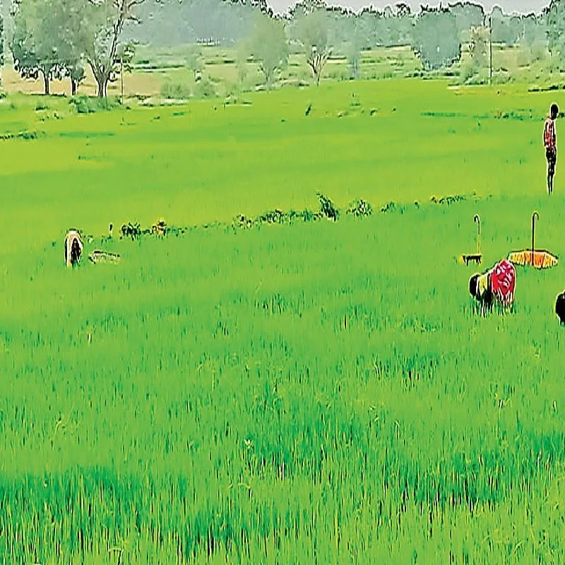 Jharkhand Agriculture Budget Cut to ₹11,000 Crore Fails to Improve Spending