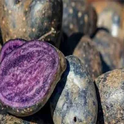 Jharkhand Farmers Cultivate Black Potato Variety, Touted for Diabetes and Anti-Cancer Benefits