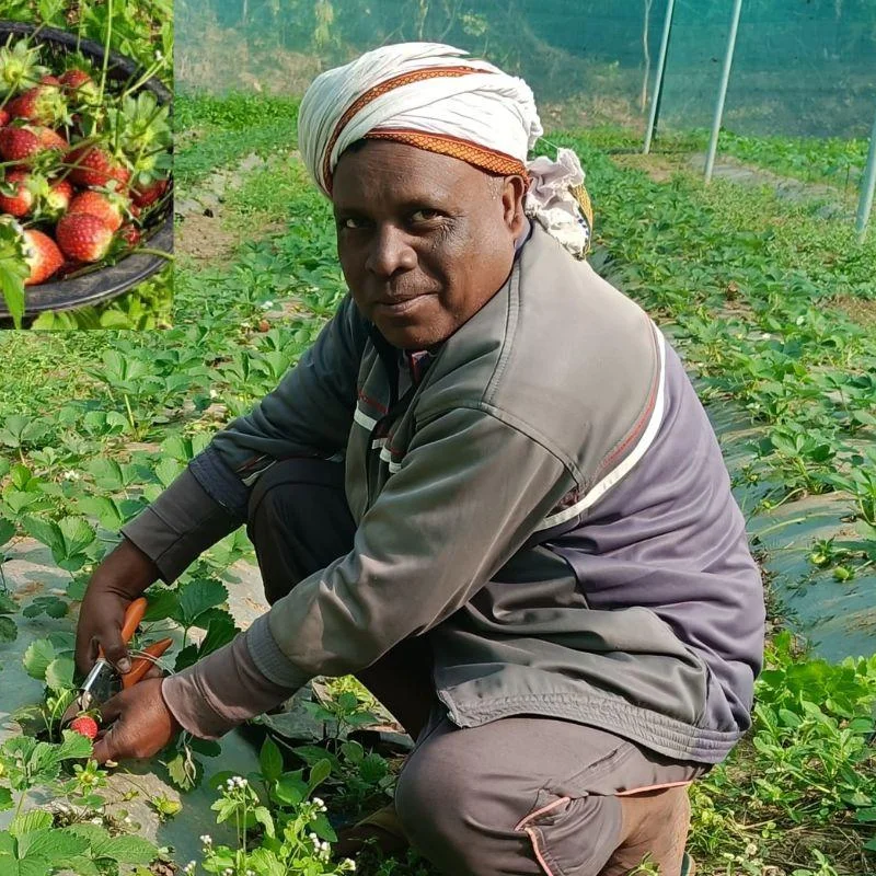 Jharkhand Farmer’s Strawberry Success Story: Modern Techniques Boost Income