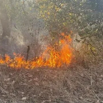 Jharkhand Forest Fire: Blaze in Chakulia Threatens Wildlife & Livelihoods