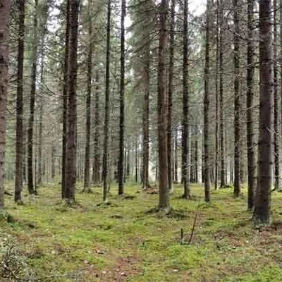 Jharkhand Forest Ranger Under Investigation for Bu