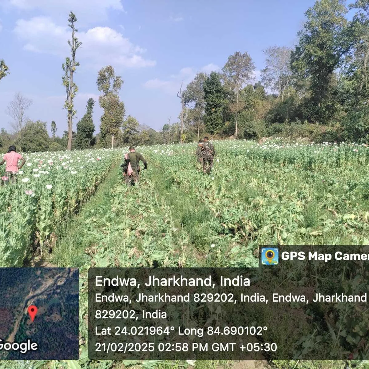 Jharkhand Police Destroy Illegal Poppy Fields in Bariatu