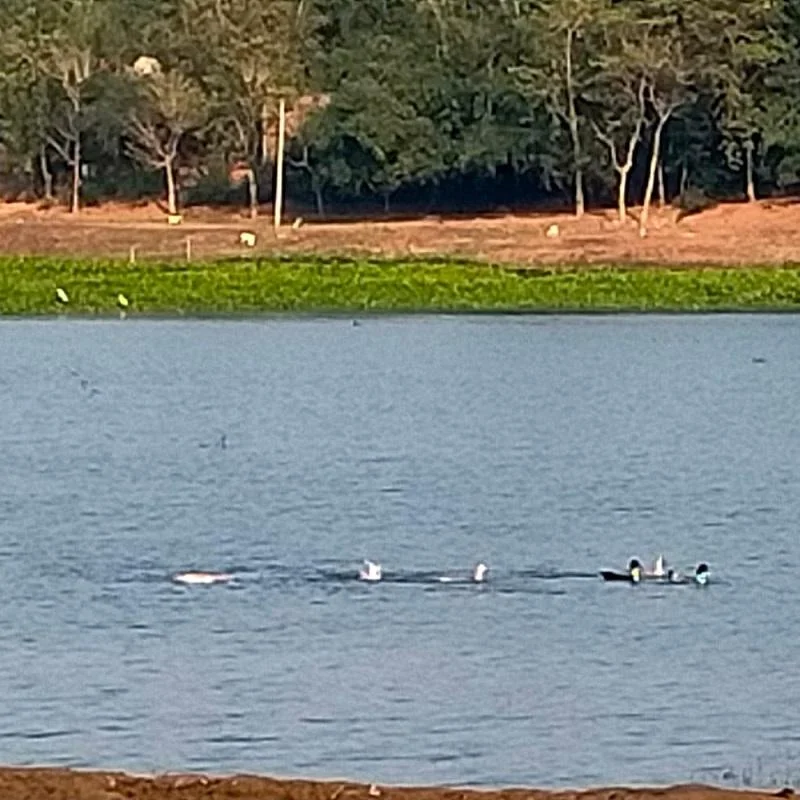 Just In Jharkhands Udhwa Lake Gains International