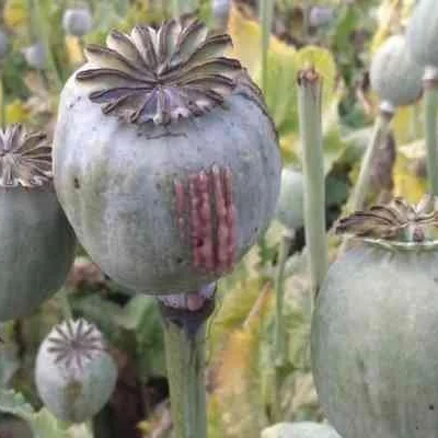 Ranchi Opium Alert: Public Awareness Campaign Launched to Combat Cultivation