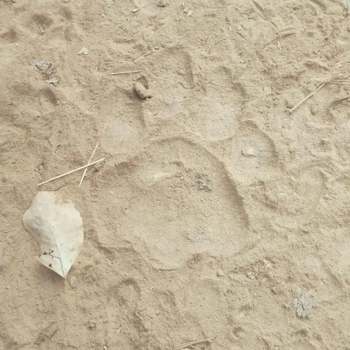 Tiger Scare: Paw Prints Spark Alert in Jharkhand Village